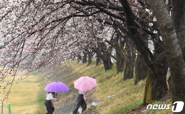 봄비가 내린 지난달 26일 경남 거창군 거창읍 거창터미널 앞 강변에서 우산을 쓴 시민들이 벚꽃 핀 산책로를 거닐고 있다. (거창군 제공) 2020.3.26/뉴스1