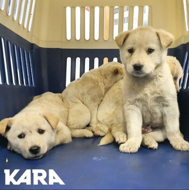 사진=눈 앞에서 어미개를 잃은 강아지들/카라 제공