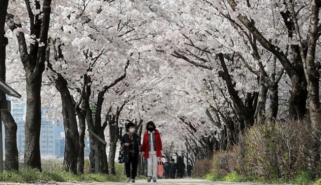 4월 3일 마스크를 착용한 시민들이 벚꽃이 활짝 핀 서울 양천구 안양천 벚꽃길을 산책하고 있다. [동아DB]