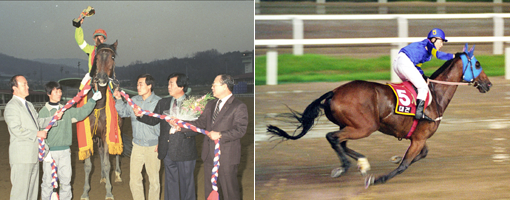 한국경마 100여 년의 역사 속에는 수없이 많은 경주마들이 팬들의 사랑을 받으며 함께 했다. 경주마 ‘차돌’(왼쪽)은 경마장이 과천으로 이전한 1989년에 그랑프리를 비롯해 대상경주 3개나 휩쓸었고, 1993년 데뷔한 ‘대견’(오른쪽)은 9년 동안 통산 49전 29승이라는 환상적인 기록을 남긴 스타말이다. 사진제공｜한국마사회