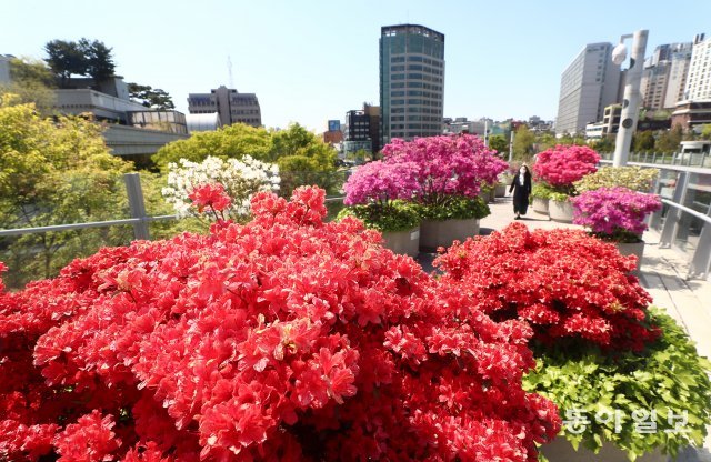 맑고 화창한 날씨를 보인 26일 오전 서울로7017에 진달래과 꽃들이 활짝 펴 있습니다.
＜송은석기자 silverstone@donga.com＞