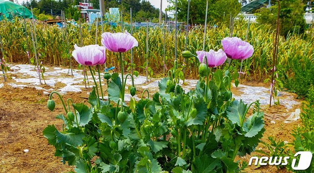 밭에 심어진 양귀비/뉴스1  DB
