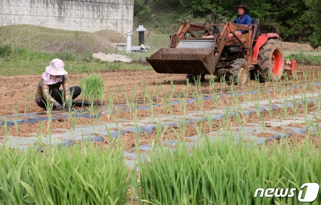 맑은 초여름 날씨가 이어진 7일 오후 경기도 화성시의 한 밭에서 농민들이 옥수수를 심고 있다. 2020.5.7/뉴스1 © News1 조태형 기자