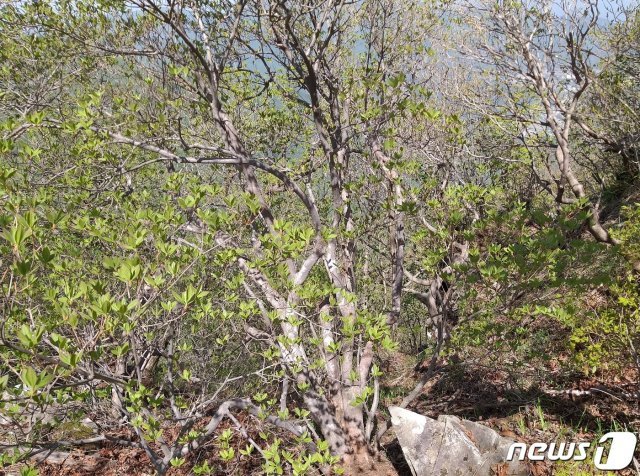 가지산(중봉) 해발 1100m 부근에서 세계에서 가장 큰 것으로 추정되는 진달래나무 군락이 발견됐다(정우규박사제공)© 뉴스1