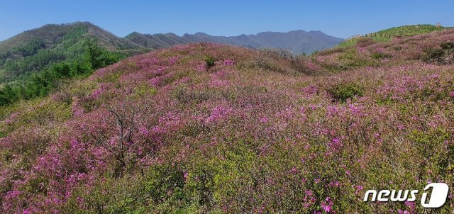 매년 수만 명의 상춘객이 찾는 지리산 바래봉 산철쭉이 이번 주말 만개할 것으로 예상된다.(국립공원공단 지리산국립공원 전북사무소 제공)2020.5.13/© 뉴스1