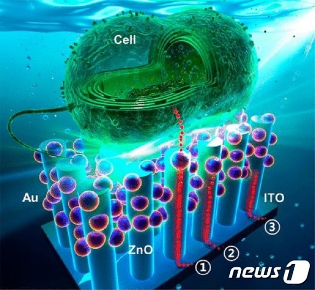 송영석 교수가 개발한 ‘하이브리드 나노 구조체’. 나노입자(보라색 동그라미)와 산화아연 나노막대에 녹조(cell)를 넣어 전기에너지(빨간색)를 추출한다. © News1