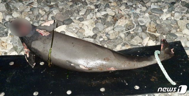 지난 19일 제주 추자도에서 해양보호생물종인 돌고래 상괭이 사체가 발견됐다.(제주해양경찰서 제공)2020.5.20 /뉴스1 © News1