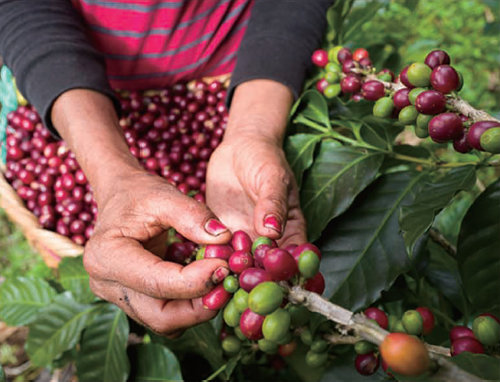 커피를 지속 가능한 방식으로 공급하는 네스프레소 ‘AAA 지속가능한 품질TM 프로그램’(Nespresso AAA Sustainability Quality ProgramTM).