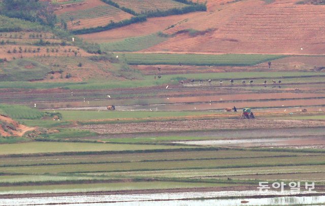 북한주민들이 논에서 소와 트랙터를 이용해 농사일을 하고있다.