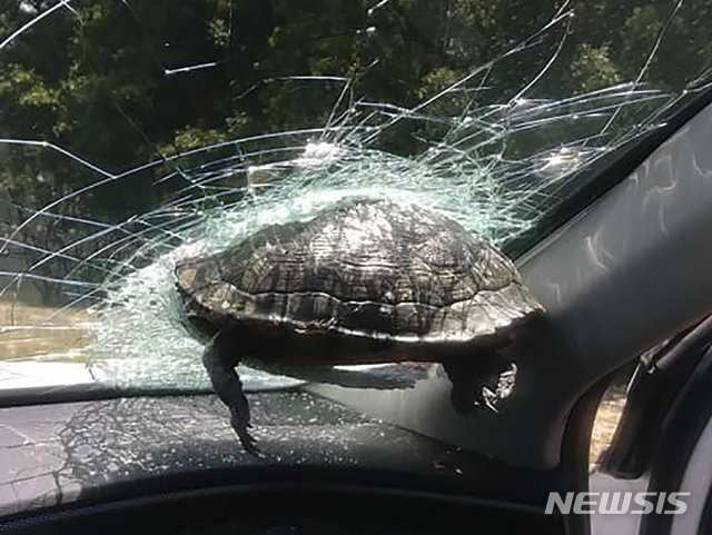 미 조지아주 서배너에서 라크의 차 앞 유리 중간쯤에 거북이 한 마리가 박혀 있다. ?[서배너=AP/뉴시스]