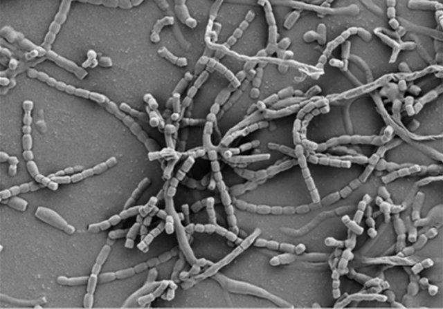 스트렙토마이세스 그리세우스(Streptomyces griseus) 에스제이(SJ)1-7‘ 포자의 주사전자현미경 사진.  (사진=국립생물자원관) © 뉴스1