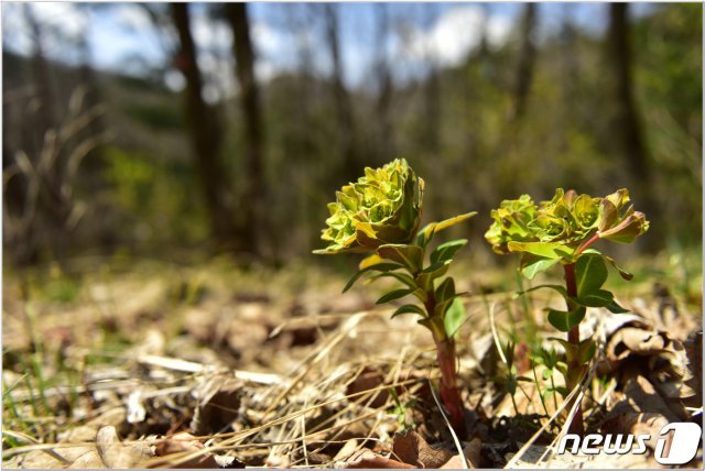 국립수목원은 백두대간 수목 분포 탐사 중 강원도 산지에서 북방계 식물 대극과 대극속의 맹독 식물로 알려진 낭독 (Euphorbia fischerana Steud.)이 자라고 있음을 확인했다© 뉴스1