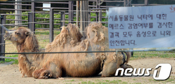 메르스 음성 판정을 받은 서울대공원 낙타. 2015.6.6 © News1