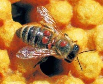 꿀벌응애 피해 사진
