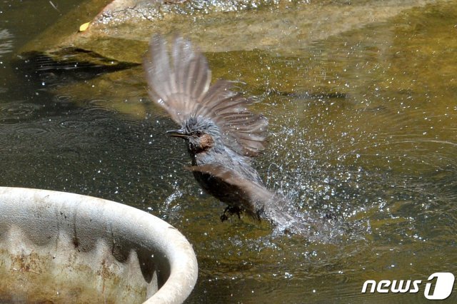 경북 포항시 낮 최고 기온이 35도를 기록한 4일 오후 북구 수도산 작은 연못에서 직박구리 한마리가 목욕을 하고 있다. 2020.6.4/뉴스1 © News1