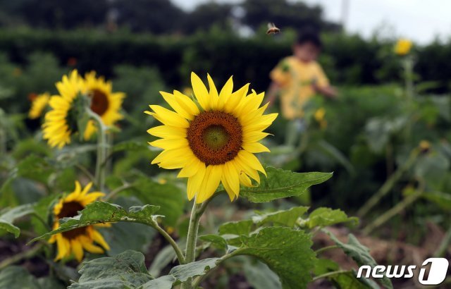 제주 회천동의 한 해바라기 농장 © News1