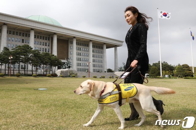 김예지 미래통합당 의원은 안내견 ‘조이’와 함께 국회의사당을 출입하고 있다. 김 의원은 최근 시각장애인에게 일어난 일을 소개하면서 ‘법에 안내견의 대중교통 이용’이 규정돼 있지만 공무원조차 이를 모르고 있다며 인식개선에 앞장서겠다고 했다. © News1