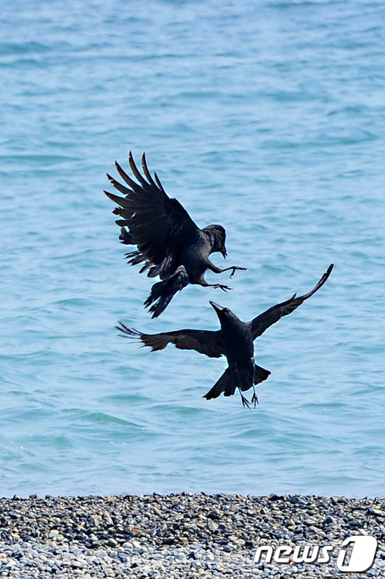 경북 경주시 감포해수욕장에는 큰부리 까마귀들이 먹이감을 차지하기 위해 싸움을 하고 있다.2013.5.14/뉴스1