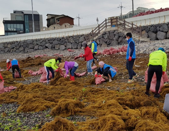 자원봉사자들이 제주 제주시 내도동 알작지에 유입된 괭생이모자반 수거 작업을 하고 있다. 제주도 제공