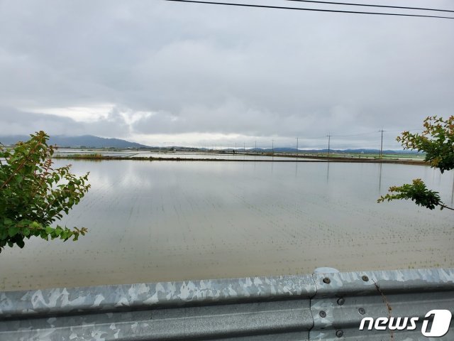 전날부터 이어진 집중호우로 인해 13일 오전 전남 보성군 득량만 간척지 300㏊의 벼가 침수 피해를 입었다. 현재 이곳은 물이 빠진 상태로 확인됐다.(독자제공) 2020.6.13