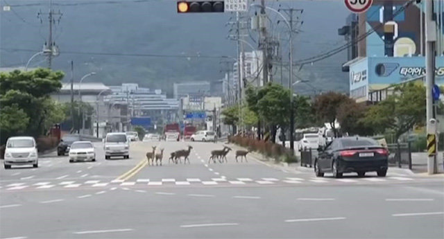 지난달 전남 순천시 조곡동의 한 도로를 건너는 봉화산 꽃사슴 무리. 시민이 촬영해 소셜네트워크서비스(SNS)에 올렸다. 순천시 제공