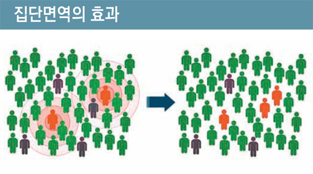 집단면역은 집단 내 상당수가 병원체에 대한 항체를 보유해 면역력을 갖춘 상태를 의미한다. 이때에는 면역력을 갖추지 않은 일부 사람들도 집단면역에 의해 감염으로부터 보호받을 수 있다. 질병관리본부 제공