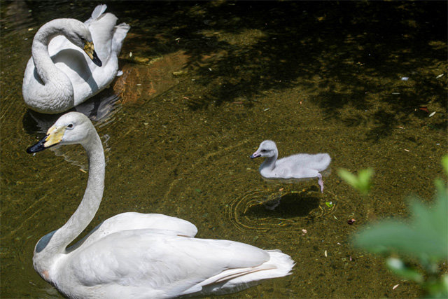 경기 용인시 에버랜드 동물원에서 천연기념물인 큰고니 암컷 ‘낙동’(왼쪽 위)이 새끼 ‘미오’를 물끄러미 쳐다보고 있다. 에버랜드 제공