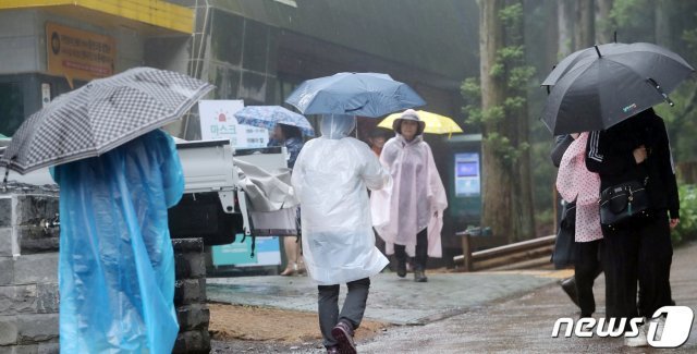 올해 첫 장맛비가 내렸던 지난 6월 10일 오후 제주 사려니숲길에서 우산을 쓴 관광객들이 여유를 즐기고 있다. © News1