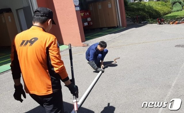 무안소방서 일로119안전센터 직원이 포획한 황구렁이를 동물구조센터에 인계하기 위해 안전장치에 담고 있다. /©뉴스1