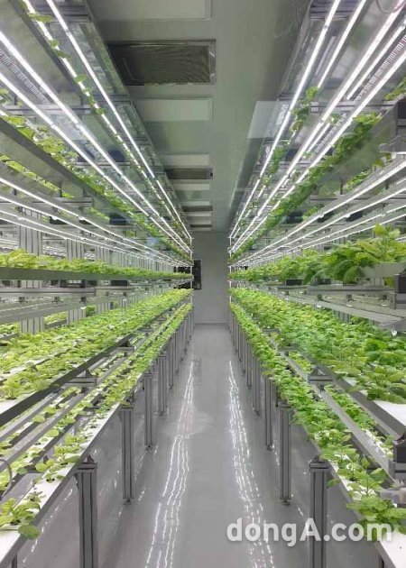 담배과 식물 일종인 니코티아나 벤타미아나를 재배하는 바이오앱 밀폐형 식물공장 내부.