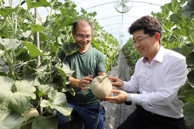 전남 곡성군 곡성읍 멜론 재배 농가를 찾은 나연 롯데백화점 광주점장(오른쪽)이 산지 직송행사에서 선보일 멜론을 살펴보고 있다. 롯데백화점 광주점 제공