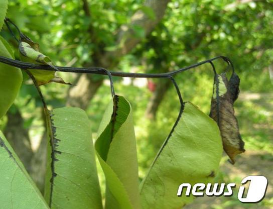 전남 화순군(군수 구충곤)은 전국으로 빠르게 확산하고 있는 과수화상병 의심증상을 발견하면 즉시 신고해 줄 것을 농가에 당부했다. 사진은 배나무 과수화상병 증상. © News1