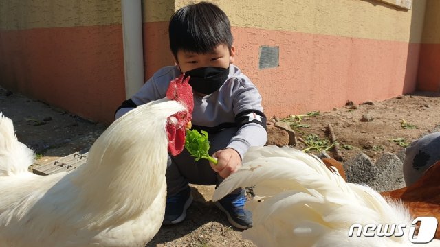 마을 주민들에게 달걀을 나눠주기 위해 닭을 키우고 있는 이승재 군이 닭에게 풀을 주고 있다.© 뉴스1