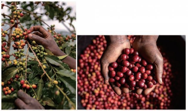 사라져가는 커피 재배 지역을 되살리기 위한 네스프레소 ‘리바이빙 오리진(RevivingOrigins)’ 프로그램.