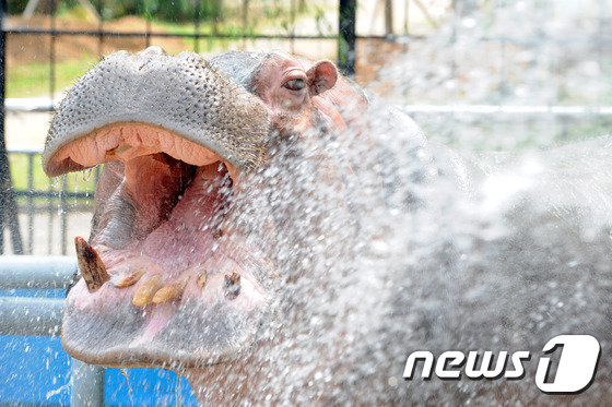 광주 북구 우치공원 동물원에서 하마가 물을 먹으면서 더위를 식히고 있다. © News1