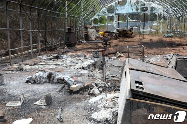 2일 강원 고성 산불현장에서 날아온 ‘도깨비불’로 인해 피해를 입은 인근 비닐하우스가 앙상한 뼈대만 남아 있다. 2020.5.2 © News1