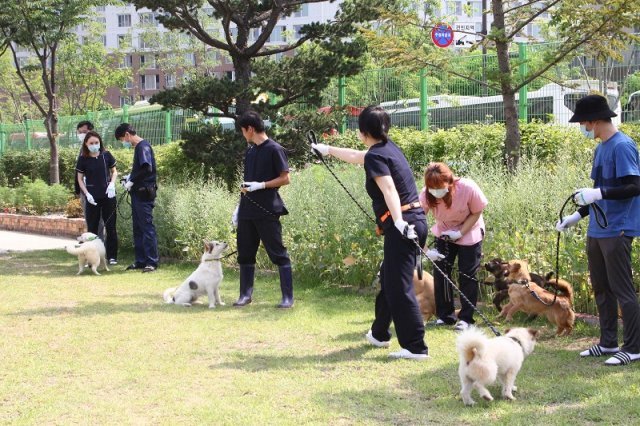 고양시가 제한적이던 자원봉사자 운영을 시민 참여형 ‘유기견 산책체험봉사’로 확대해 나갈 방침이라고 밝혔다. 
사진제공 l 고양시