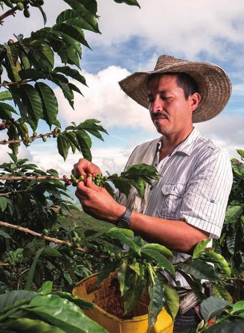 네스프레소는 ‘커피 품질’ ‘지속 가능성’ ‘생산성’에 중점을 두고 전 세계 14개국 11만여 명의 커피 재배 농부들과 협력하고 있다. 네스프레소 제공