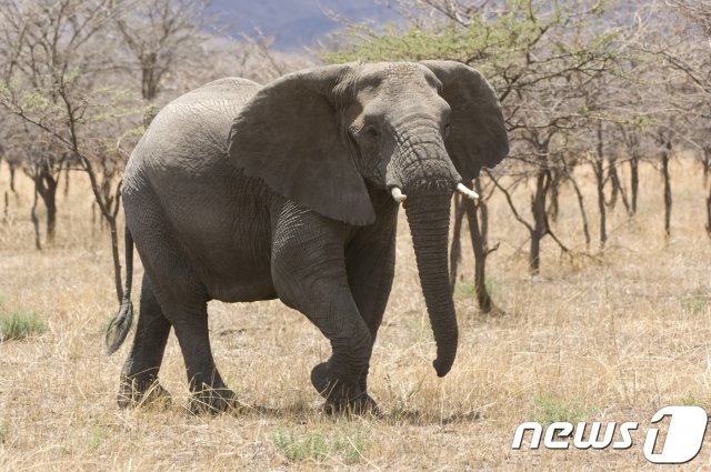 아프리카코끼리, 사진 이미지투데이 제공 © 뉴스1
