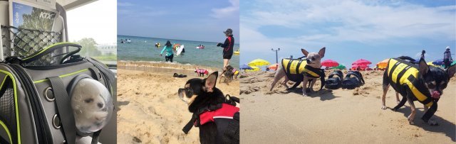 펫츠고트래블이 반려견과 함께 떠날 수 있는 ‘멍비치 KTX 기차 패키지’를 내놨다. 사진은 작년 여름 펫츠고트래블을 통해 여행을 떠난 반려견들. 
사진제공 l 펫츠고트래블