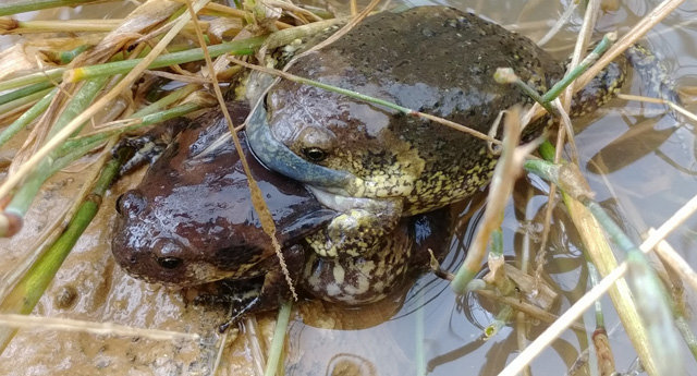 최근 서울 영등포구 여의도 샛강생태공원에서 발견된 두꺼비 세 마리. 서울시 한강사업본부 제공