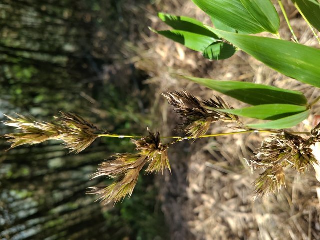 진주-창원 2번 국도변에서 왕대 1000여 그루가 일생에 한 번 보기 힘들다는 꽃을 일제히 피우고 있다.© 뉴스1