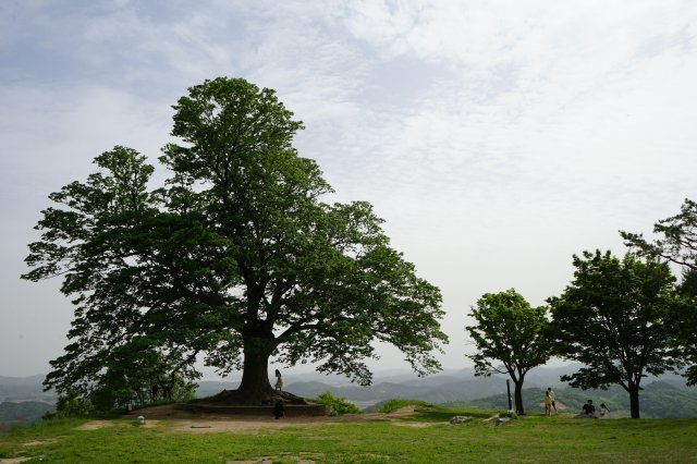 가림성(성흥산성)에 위치한 사랑나무라 불리는 커다란 느티나무는 많은 연인들이 방문해 기념사진을 찍는 낭만적인 여행지이다. 이곳에서 둘러보는 주변 풍경도 아름답다.