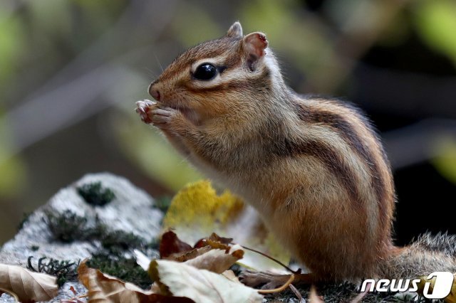 강원도 평창군 오대산국립공원 내 선재길에서 다람쥐 한마리가 도토리를 먹고 있다. 2019.10.20/뉴스1 © News1