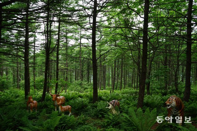 태기산 정상 부근에는 야생화화원, 양치식물길 등이 조성돼 있다. 걸어서 5분이면 돌아올 수 있을 정도로 짧지만 사슴 조형물과 다양한 식물 등 볼거리가 많다.