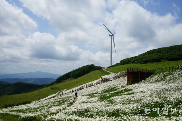 해발 1256m 강원 평창 청옥산 육백마지기는 한때 고랭지 채소 재배단지가 조성돼 있었지만 이젠 샤스타데이지 등이 관광객을 맞이하고 있다.