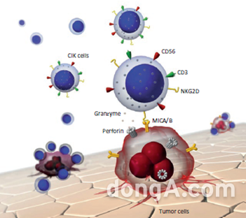사이토카인 유도 살해세포 종용 사멸 작용 원리.