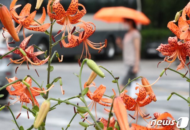 전국적으로 비가 내린 20일 오후 대전 서구 일원에서 시민이 우산을 쓰고 이동하고 있다. 2020.7.20/뉴스1 © News1