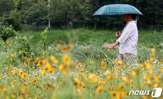 전국적으로 비가 내린 20일 오후 대전 서구 유등천 일원에서 한 시민이 우산을 쓰고 산책을 하고 있다. 2020.7.20 © News1