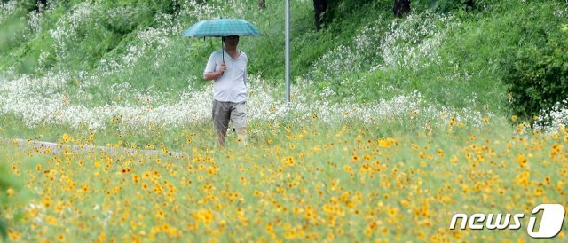 전국적으로 비가 내린 20일 오후 대전 서구 유등천 일원에서 한 시민이 우산을 쓰고 산책을 하고 있다. 2020.7.20/뉴스1 © News1